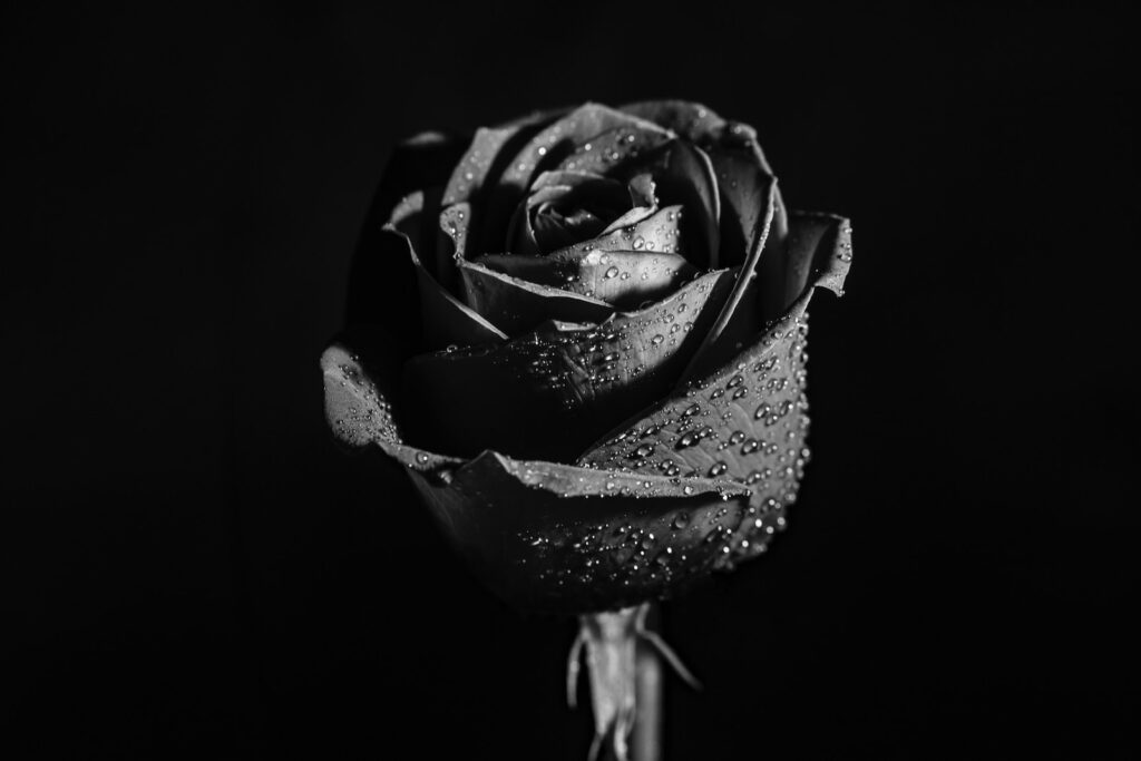 grayscale photo of rose flower